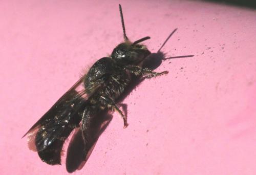 Réf. 260 592 : Chelostoma rapunculi